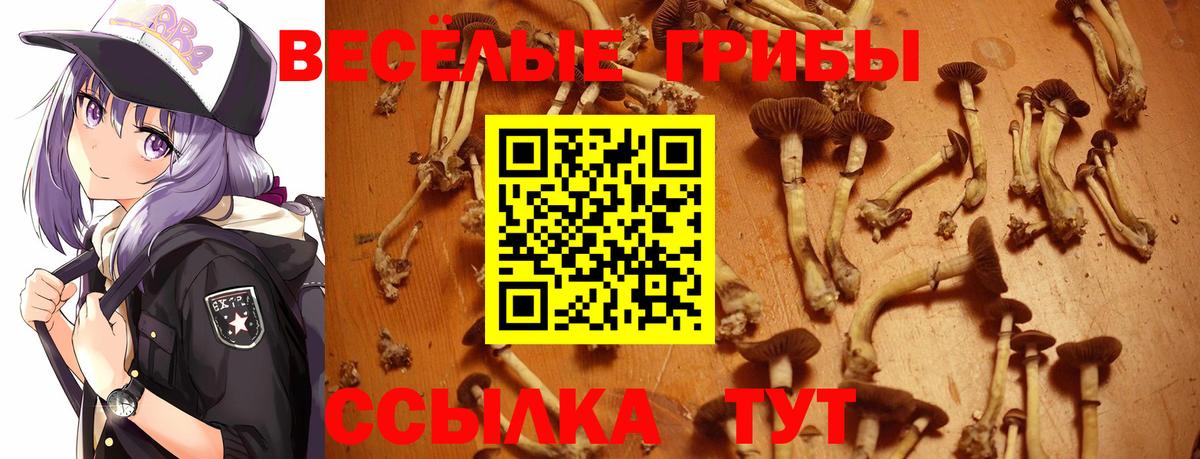 Псилоцибиновые грибы Psilocybe  Боровичи 